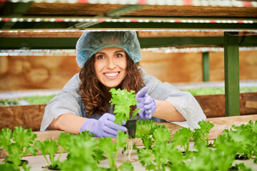 Obraz premium Happy woman agronomist studying plant growth in greenhouse. Cheerful female gardener holding pot with green leafy plant.