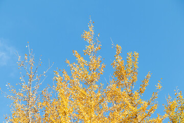 青空と銀杏の木
