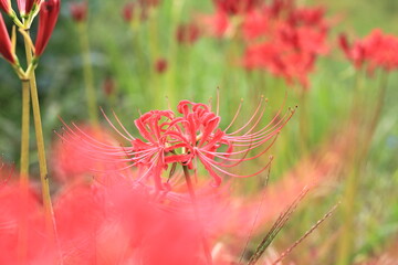 彼岸花の接写