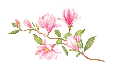 Fototapeta na wymiar Watercolor illustration of a magnolia branch with pink flowers. Hand-drawn isolated tree flower close-up. Elements of botanical flowers for your design.