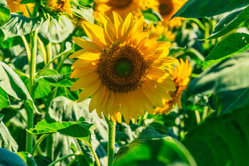 Obraz premium detail of a beautiful sunflower on the sunflower field