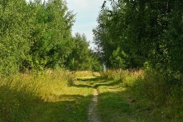 Fototapeta premium A narrow path trodden along an old automobile track outside the city. A cozy path among the trees in a rural area.