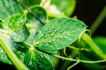 Young pea leaves in selective focus at high magnification.