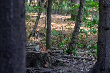 A beautiful funny squirrel in the park. A squirrel and city urban landscape.