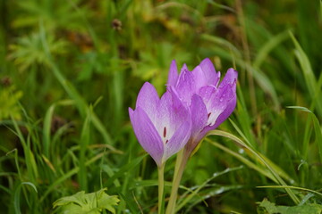 Colchicum autumnale, commonly known as autumn crocus, meadow saffron,or naked ladies, is a toxic autumn-blooming flowering plant that resembles the true crocuses, family Colchicaceae.

