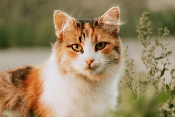 Portrait of Ginger cat pictured outside, relaxing on green grass.