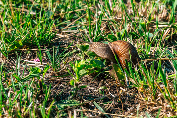 Fototapeta premium garden snail on the grass