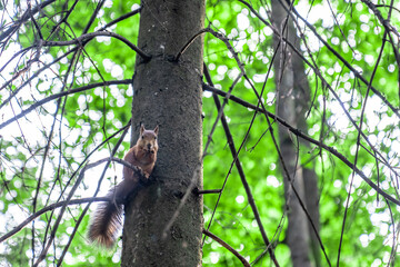 A beautiful funny squirrel in the park. A squirrel and city urban landscape.