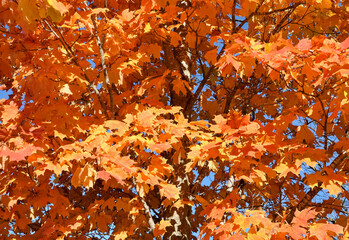 Autumn leaves background