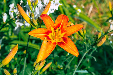 misty orange lily flower detail