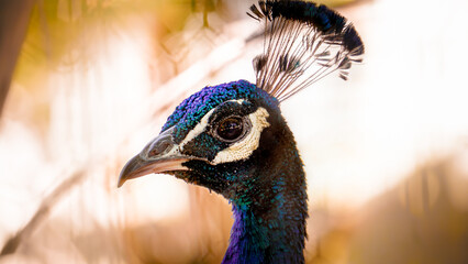 Macro photo of vibrant blue purple peacock head with plume 