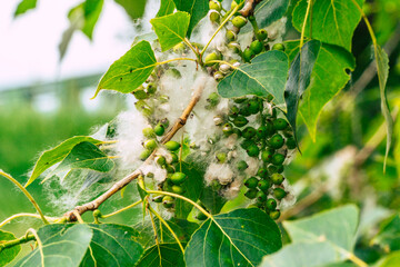 fluff on white poplar tree closeup