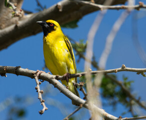 Oiseau nommé Tisserin Gendarme ou Serin du Cap, magnifique oiseau jaune qui fabrique de splendides nids avec les feuilles de canne à sucre