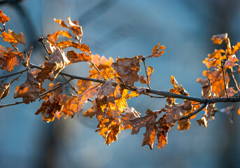 Chêne, chapelet de feuilles sèches sur leur branche, forêt française