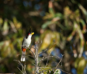 Oiseau nommé Condé ou Bulbul Orphée, de l'ile Maurice magnifique oiseau avec ses deux huppes sur la tête, il va nourrir sa nichée