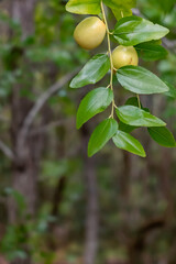 初秋の公園にナツメの木の黄色い実