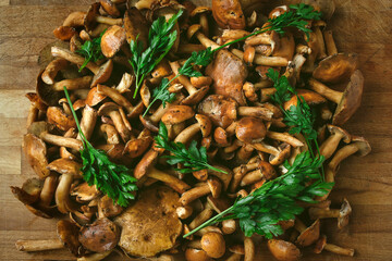 fresh autumn edible forest mushrooms (Suillus) with parsley leaves on a cutting board, flat lay