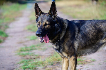 Schäferhund vorne seitlich aufmerksam