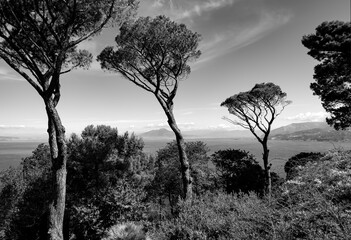 Capri panorama with tall pinetrees in a romantic garden of old villa in Anacapri. Gulf of Naples...
