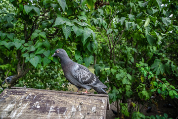 A large gray pigeon is sitting in a feeder in a city park. The trees of the park are visible in the background.