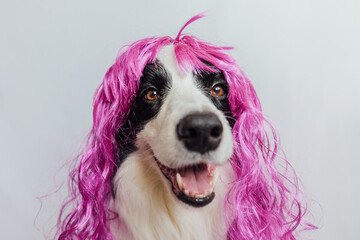 Pet dog border collie wearing colorful curly lilac wig isolated on white background. Funny puppy in...