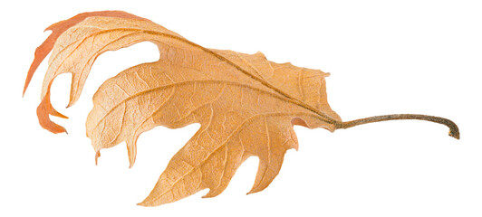 Brown dried autumn tree leaf cut out