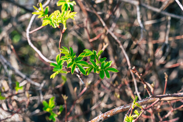 the first green spring buds on plants and trees 