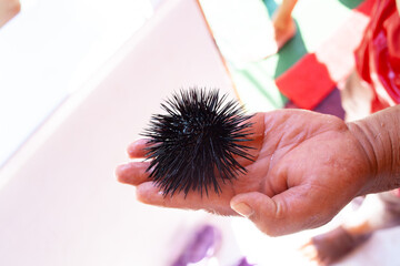 Sea urchin Echinothrix diadema, commonly called diadema urchin or blue-black urchin, on hand. Black sea urchin in the male hand