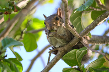 Beautiful wild gray squirrel eating nuts on a tree in summer town park
