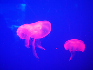 Colourful neon jellyfish swimming in water in COEX Aquarium, Seoul, South Korea