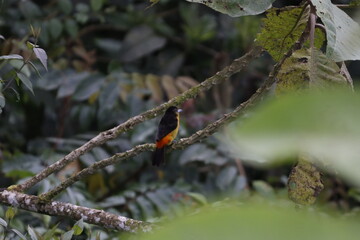 PÁIAROS DE MANIZALES, CALDAS, COLOMBIA