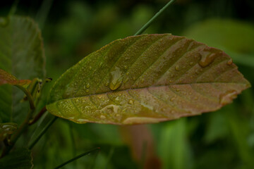 Very beautiful green leaves and dew.