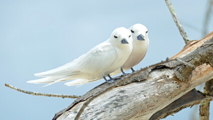 White tern couple sitting on a branch