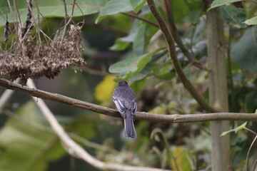 PÁIAROS DE MANIZALES, CALDAS, COLOMBIA