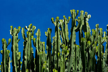 Tall row of Cathedral cactus (Euphorbia trigona) or African milk tree is a perennial plant with...