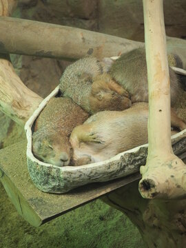 Sleeping Prairie Dogs In COEX Aquarium, Seoul, South Korea