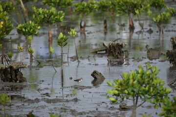 アカアシシギ（漫湖 / Okinawa）