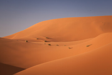 Fototapeta na wymiar Wüste Sahara