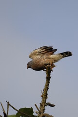 PÁIAROS DE MANIZALES, CALDAS, COLOMBIA