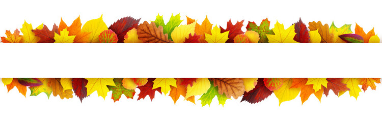 Colorful autumn leaves banner with copy space cut out