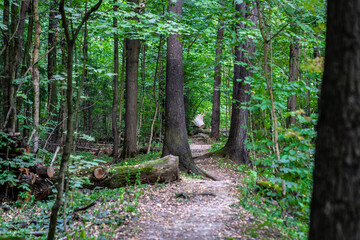 Fototapeta premium Paths in the park area. dirt road in the city park