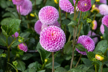 pretty bright pink pompom flowers of Franz Kafka dahlia
