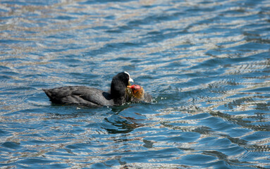 eurasian coot feeding chick on the water