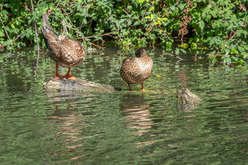 female mallard ducks balanced on a branch in the water with reflections