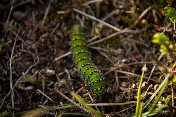 Close-up of a green caterpillar 