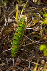 Close-up of a green caterpillar 