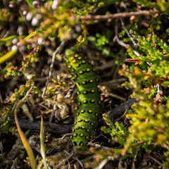 Close-up of a green caterpillar 