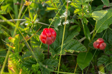 Cloudberry, a fruit that naturally occurs around Arctic Circle latitudes
