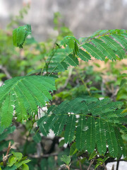 Close Up of Green Pithecellobium Confertum Plant with Forked Leaves