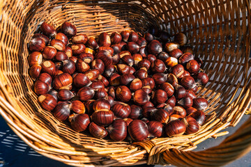 nice ripe sweet chestnuts in a basket